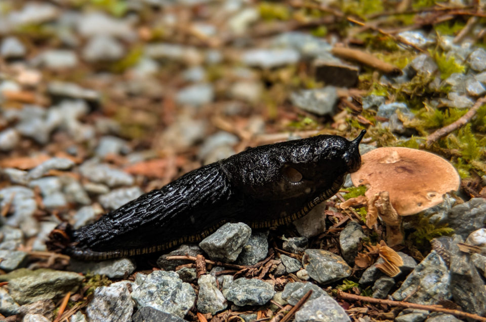 black slug, forest slug, slug eating fungi