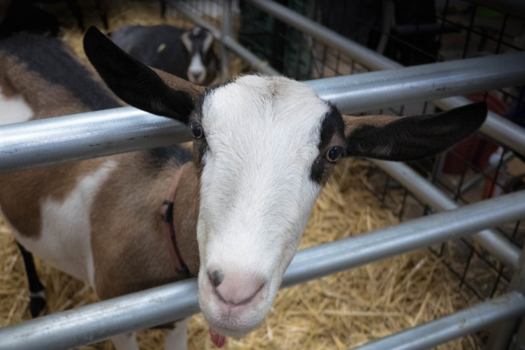 Animals, State Fair, goat