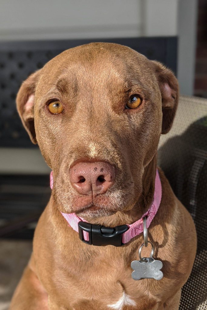 carly sue, dog, dogs, pit mix