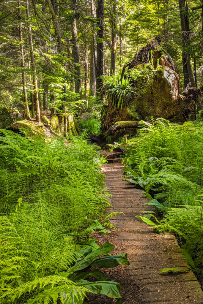 Whidbey Island, ferns, forest, hiking, ridge loop trail
