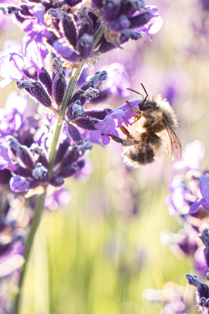 lavender