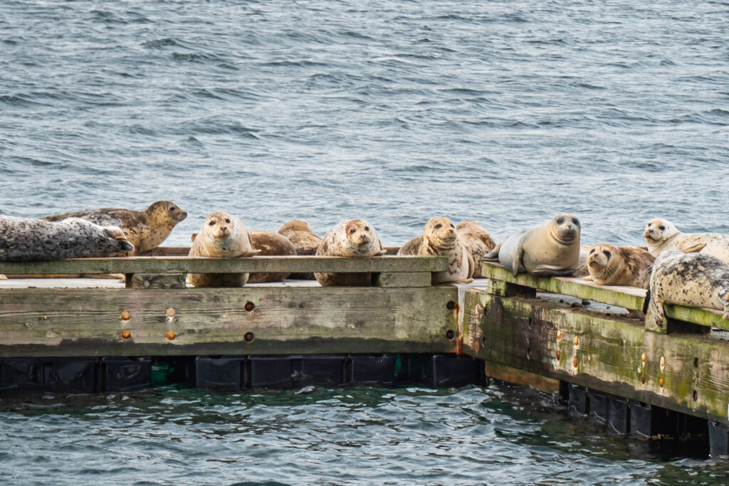 Animals, harbor seal, seals, whidbey wilife, whidey island