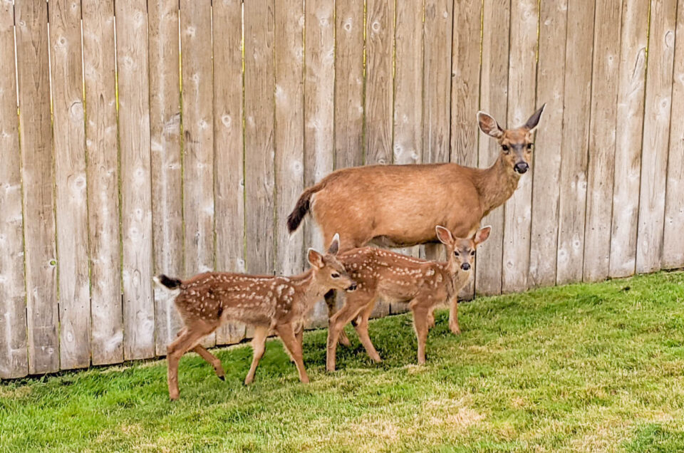 ~ Issue 430: Twin Fawns~